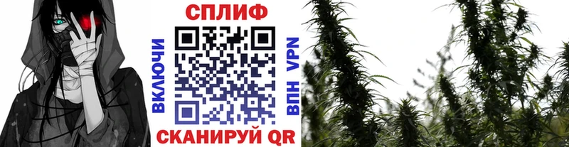 Купить закладку Нижнеудинск ГАШИШ  Alpha-PVP  Cocaine  Меф  ЭКСТАЗИ  Конопля 